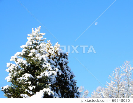 Snow-capped fir tree, white Christmas Snow-capped fir tree, white Christmas 69548020