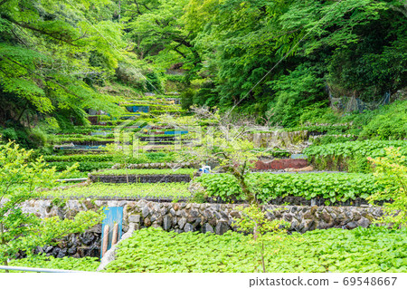(Shizuoka Prefecture) Wasabi field of racetrack 69548667
