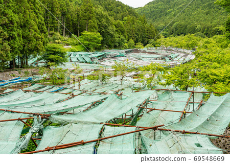 (Shizuoka Prefecture) Wasabi field of racetrack (Shizuoka Prefecture) Wasabi field of racetrack 69548669