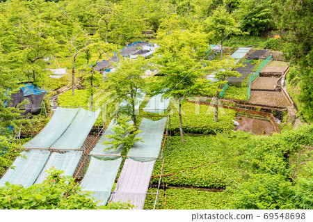 (Shizuoka Prefecture) Wasabi field of racetrack 69548698