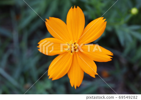 盛開在夏田的基巴納波斯菊的橙花 69549282