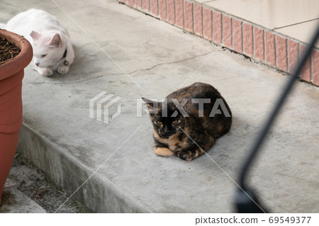 tortoiseshell cat sit and look at you 69549377