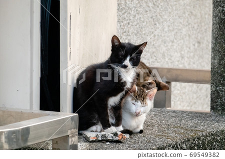 young stray cat with her brothers young stray cat with her brothers 69549382