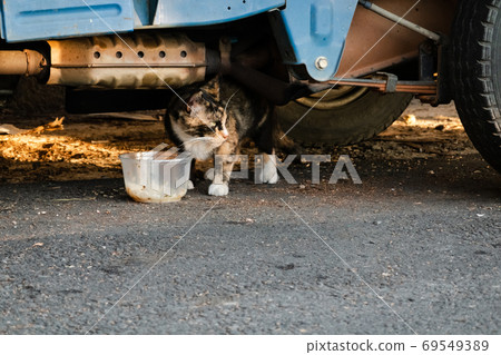 stray cat eat food stray cat eat food 69549389