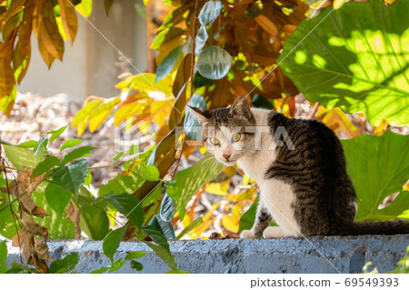 carefully stray cat look at you 69549393