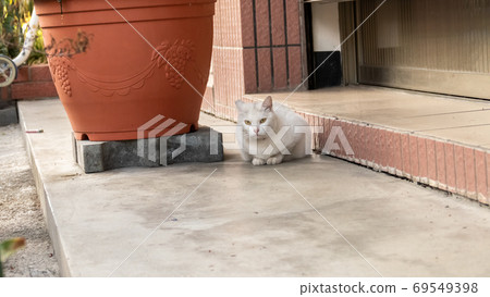 cautiously stray white cat cautiously stray white cat 69549398