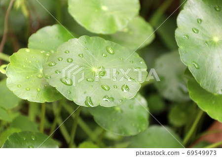 Water drop on the Centella plant leaves floating on water , Gree Water drop on the Centella plant leaves floating on water , Gree 69549973