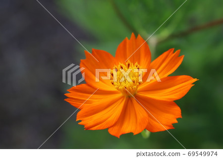 Orange flowers of Kibana cosmos blooming in the summer field Orange flowers of Kibana cosmos blooming in the summer field 69549974