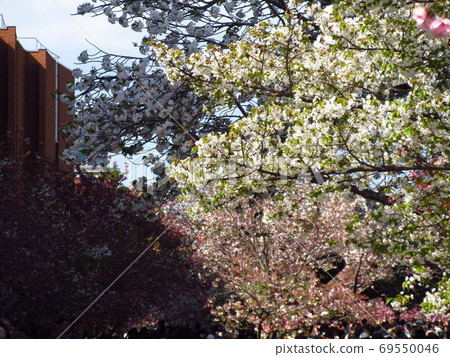 穿越櫻花（大阪） 69550046