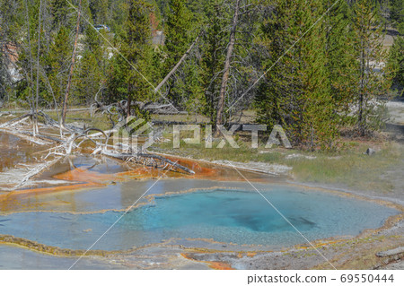 Lower Geyser Basin, Wyoming, blue water steam hot springs trees woodland geysers geothermal features 69550444