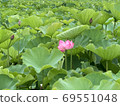 蓮花 69551048