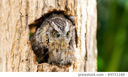 An owl that lives leisurely An owl that lives leisurely 69551166