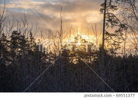 Young Pines and birches in the winter forest at sunrise Young Pines and birches in the winter forest at sunrise 69551377