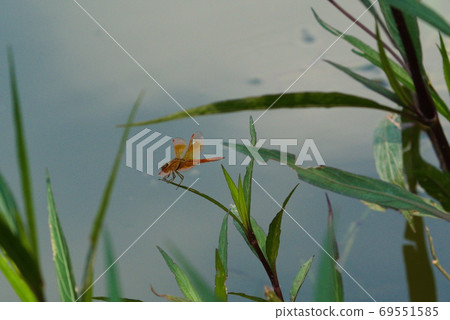 Red dragonfly 69551585