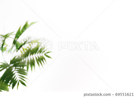 在白色牆壁的房間裡,背景植物與模糊的背景2:3暖色 在白色牆壁的房間裡,背景植物與模糊的背景2:3暖色 69551621