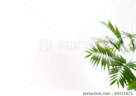 Blurred background with foliage plants in a room with white walls Aspect ratio 3: 2 Cool color Blurred background with foliage plants in a room with white walls Aspect ratio 3: 2 Cool color 69551622
