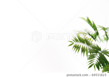 Blurred background with foliage plants in a room with white walls Aspect ratio 3: 2 Warm color Blurred background with foliage plants in a room with white walls Aspect ratio 3: 2 Warm color 69551623