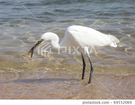 Great Egret 69552069