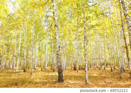 birch forest birch forest 69552221
