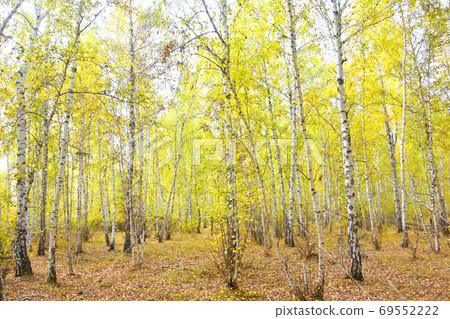 birch forest birch forest 69552222