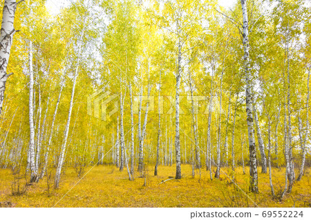 birch forest birch forest 69552224