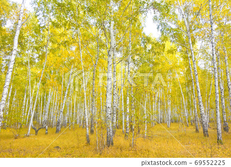 birch forest birch forest 69552225