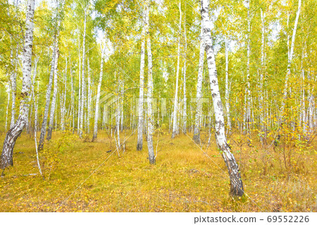 birch forest 69552226