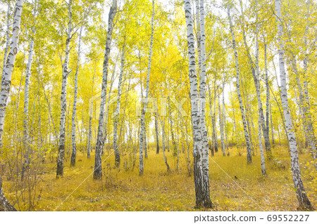 birch forest birch forest 69552227