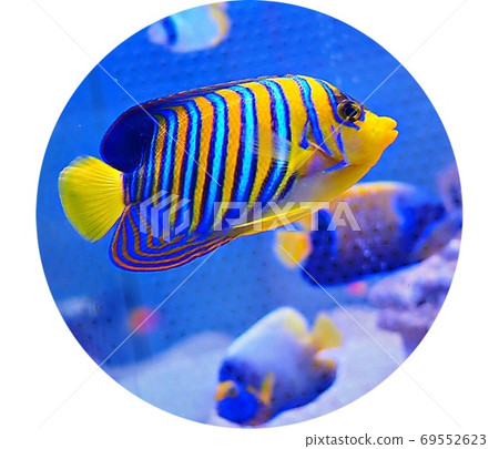 印西錦舞會圓形 69552623