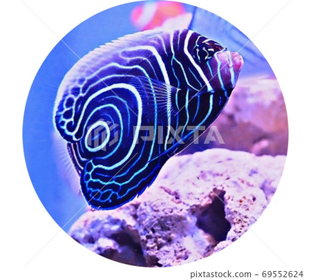 圓卷圓形 圓卷圓形 69552624