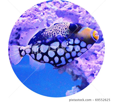 Mongara Kawahagi 69552625