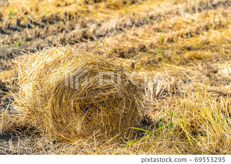 Rice straw roll [Nagano Prefecture] 69553295