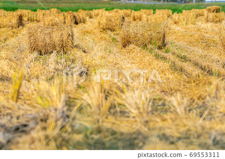 Rice straw roll [Nagano Prefecture] 69553311