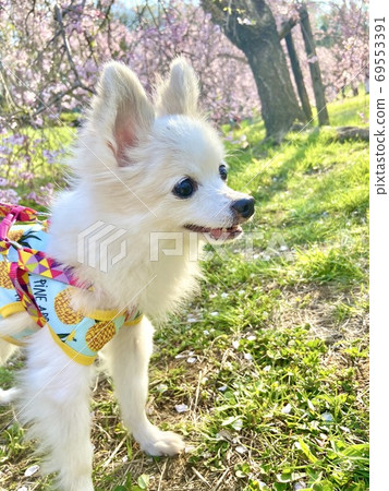 Dog while taking a walk Dog while taking a walk 69553391