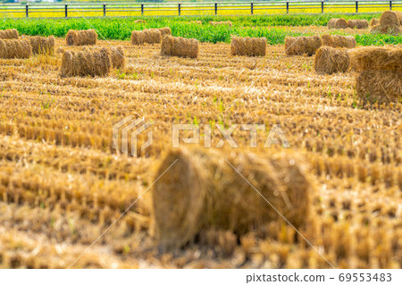 Rice straw roll [Nagano Prefecture] 69553483