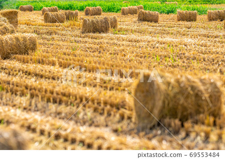 Rice straw roll [Nagano Prefecture] 69553484
