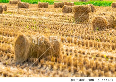 Rice straw roll [Nagano Prefecture] 69553485