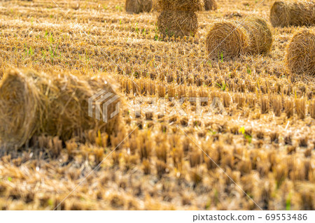 Rice straw roll [Nagano Prefecture] 69553486