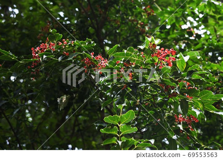 貢蘇（Gonzui）水果和種子 69553563