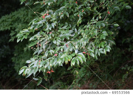 貢蘇(Gonzui)水果和種子 貢蘇(Gonzui)水果和種子 69553566
