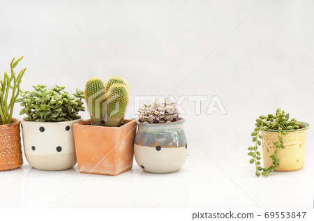 Mix of cactus and echeveria,sedum succulent houseplant plant pots Mix of cactus and echeveria,sedum succulent houseplant plant pots 69553847