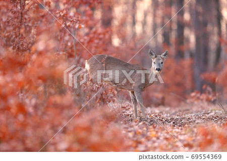 Roe deer doe standing in orange forest in autumn nature. 69554369