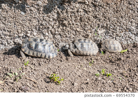 Turtle Testudo Marginata european landturtle family three turtles different size baby parents lined up closeup wildlife 69554370