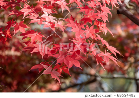 Red maple leaves Red maple leaves 69554492