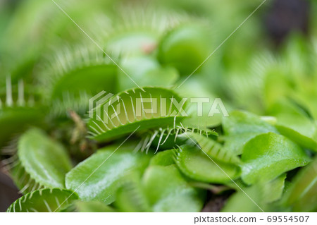 Haetrigusa Mousengoke家族 69554507