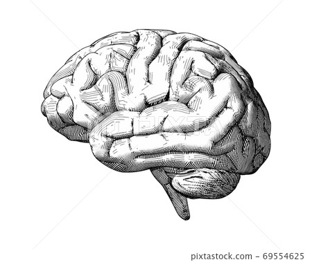 Engraving brain illustration isolated on white BG - Stock Illustration ...
