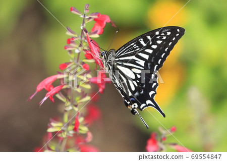 Swallowtail butterfly sucking salvia nectar Swallowtail butterfly sucking salvia nectar 69554847