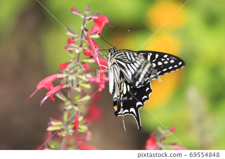 Swallowtail butterfly sucking salvia nectar Swallowtail butterfly sucking salvia nectar 69554848