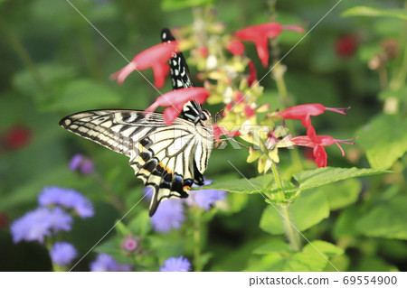 Swallowtail butterfly sucking salvia nectar Swallowtail butterfly sucking salvia nectar 69554900