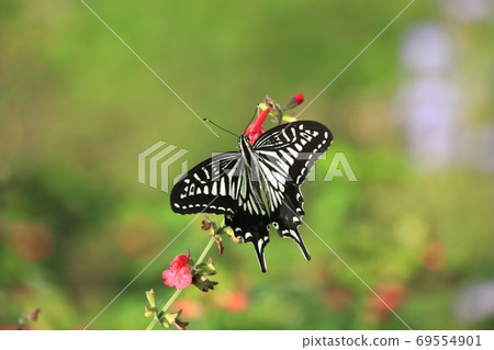 Swallowtail butterfly sucking salvia nectar Swallowtail butterfly sucking salvia nectar 69554901